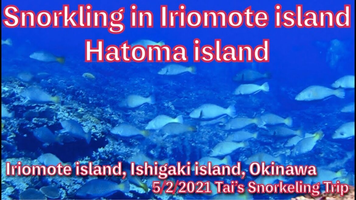 【#17 Tai’s Snorkeling Trip】Snorkeling in Hatoma island, Iriomote island, Okinawa, Japan