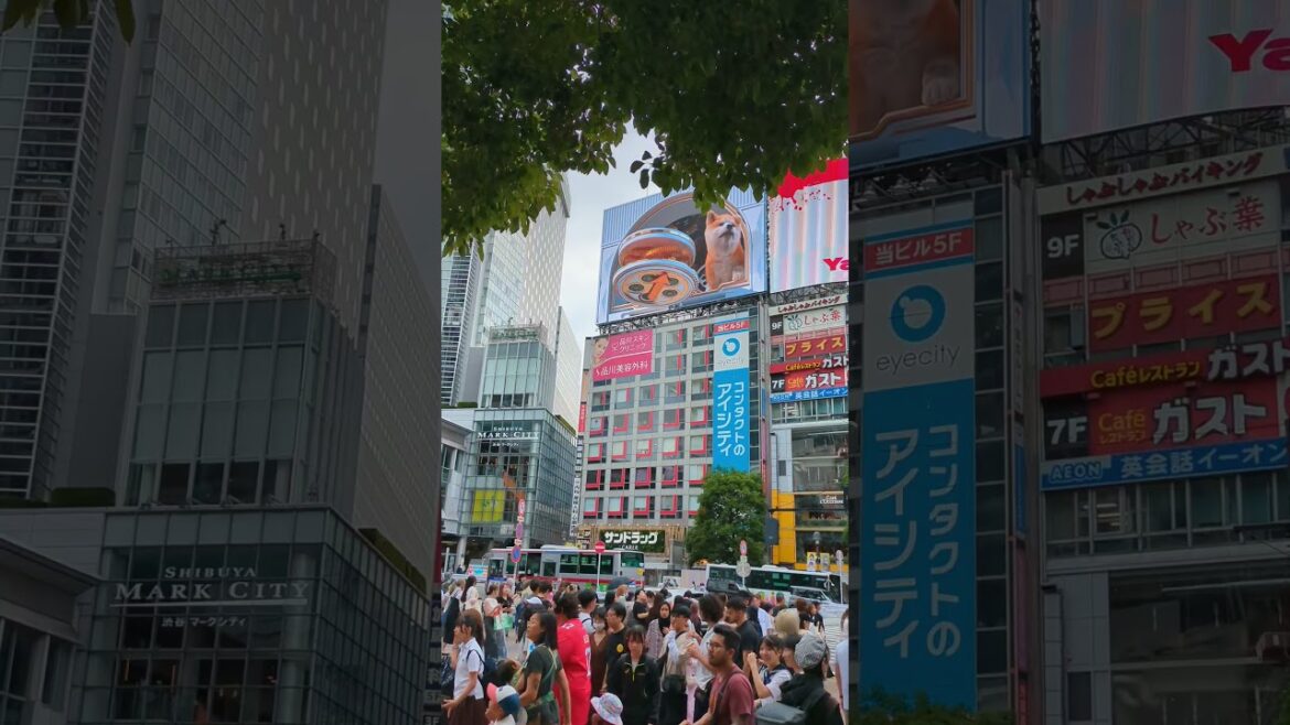 3D Akita Inu in Shibuya #tokyoshorts #japanshorts #shibuya #japan #billboardjapan #tokyothingstodo