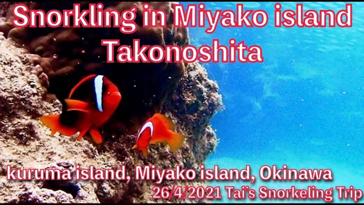 【#33 Tai’s Snorkeling Trip in Okinawa】Takonoshita, Kuruma island, Miyako island, Okinawa, Japan