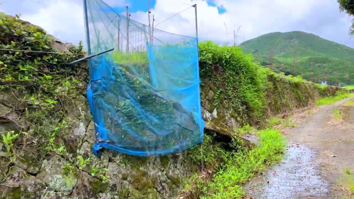 Japanese Countryside Farm Road Walk - Fukagawa, Minamata City [4K]