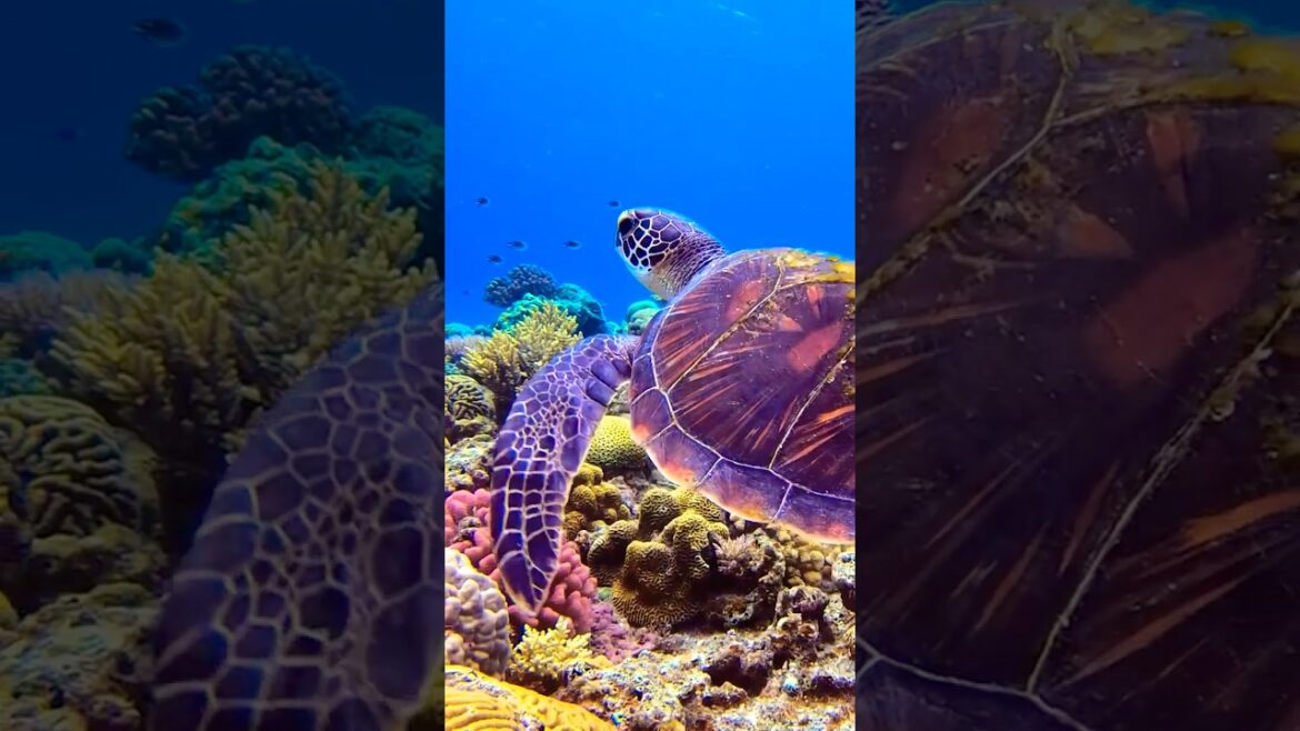 Discover Tropical Bliss in Okinawa Japan 🇯🇵 Discover Tropical Bliss in Okinawa Japan 🇯🇵