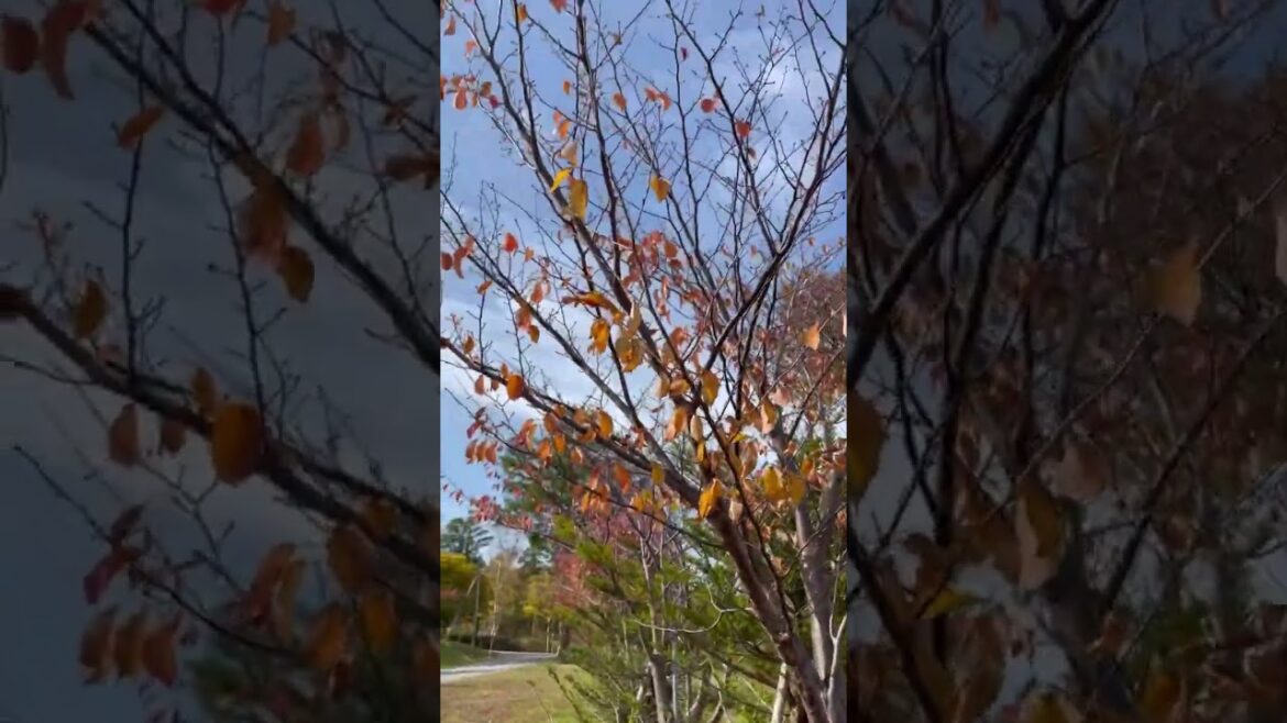 Autumn’s Here! Otaru Hokkaido Japan #autumnfoliage #japan #nature #mountains #leaves #travel