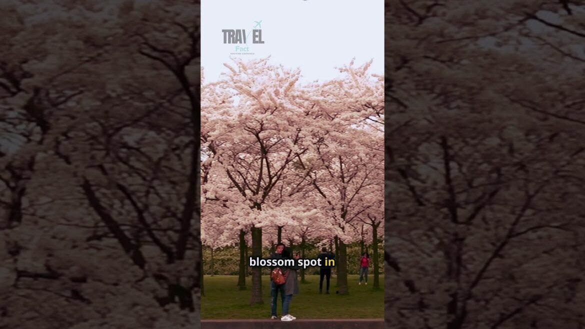 5 Unique Things You Can Only Find in Japan! #youtubeshort #japan #Fact