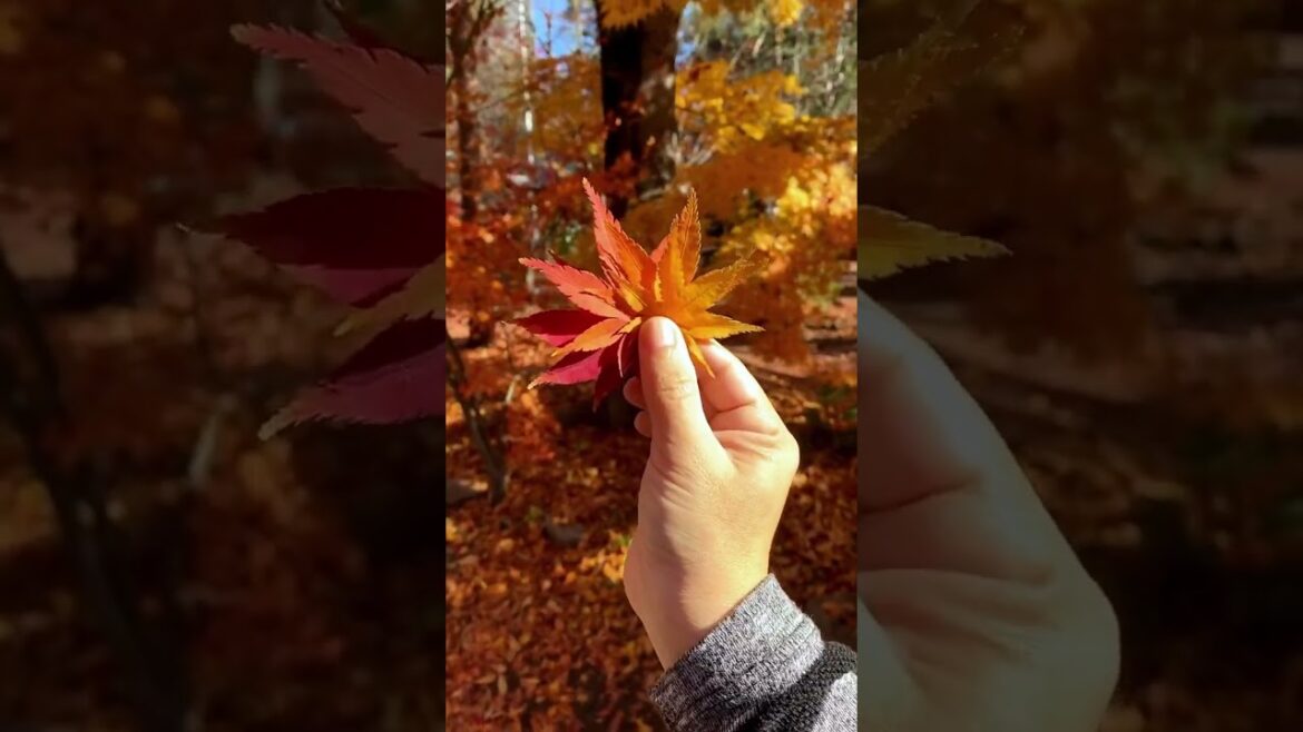 Viajar a Japón en Otoño; Mejores localizaciones para ver el Momiji 🎌