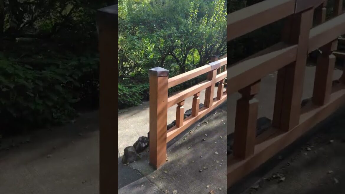 #Atami Plump Garden π‘ Sizuoka Atami πΎ Japan #Shorts video π·πΈ #Atami Plump Garden π‘ Sizuoka Atami πΎ Japan #Shorts video π·πΈ