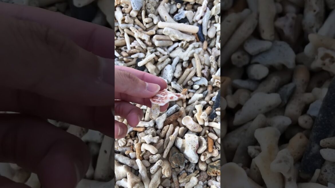 A glimpse of Okinawa 🌊🏝️ #okinawa #travel #beach #travelvlog #beachlovers #waterpark #japan