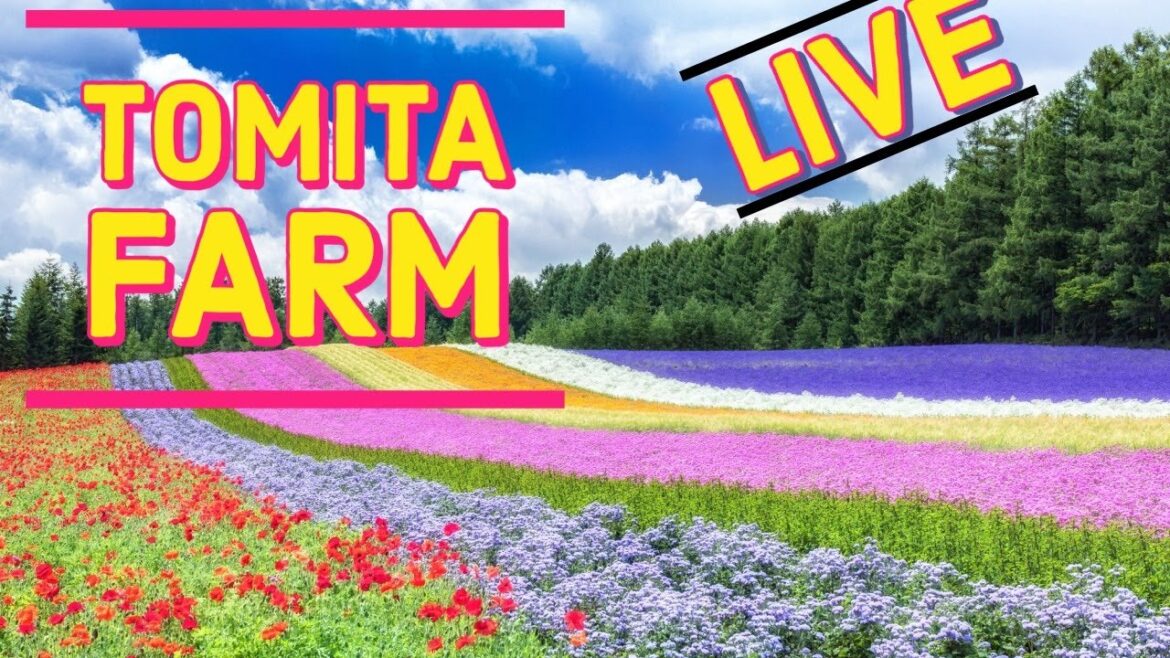 Arrived in Furano, Tomita Farm. 富良野、富田農場に到着。 #livestream #hokkaido #japan #furano Arrived in Furano, Tomita Farm. 富良野、富田農場に到着。 #livestream #hokkaido #japan #furano