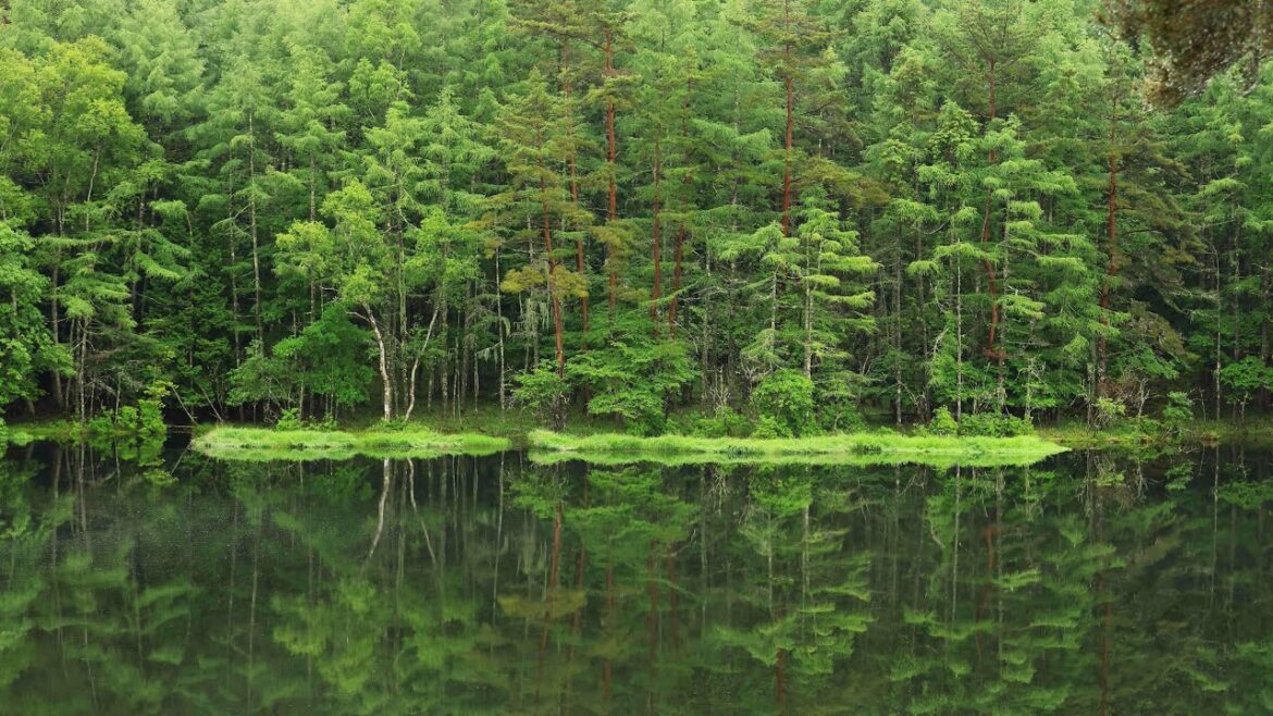 「Japan 1minute Travel」長野 奥蓼科 御射鹿池(NAGANO Okutateshina)ヤバすぎるリフレクションと水面を走る朝霧、CGでも合成でもないよ!本当に「緑響く」だね 「Japan 1minute Travel」長野 奥蓼科 御射鹿池(NAGANO Okutateshina)ヤバすぎるリフレクションと水面を走る朝霧、CGでも合成でもないよ!本当に「緑響く」だね