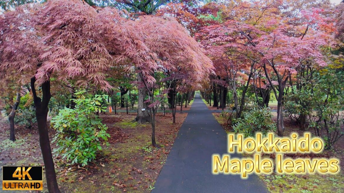 Walking tour in Japan – Hiraoka Tree Art Center Maple leaves and Sapporo Beer Museum Walking tour in Japan - Hiraoka Tree Art Center Maple leaves and Sapporo Beer Museum