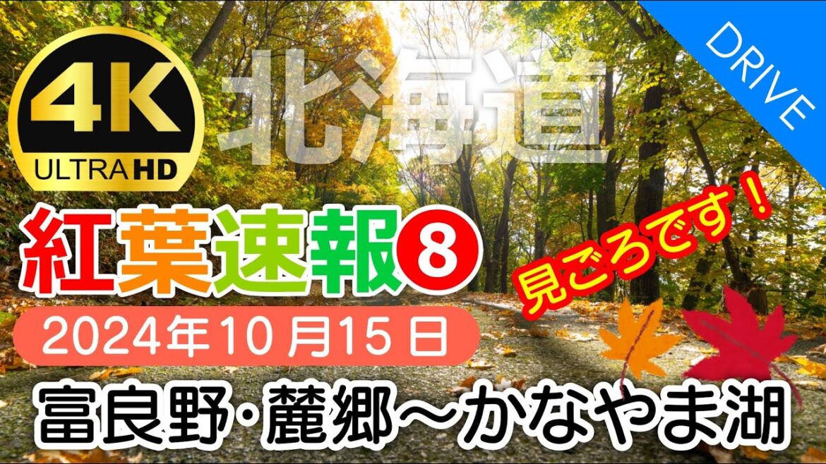 【北海道 紅葉速報❽】富良野・麓郷～かなやま湖 2024年｜1ヵ所を除き見頃です！｜10月15日