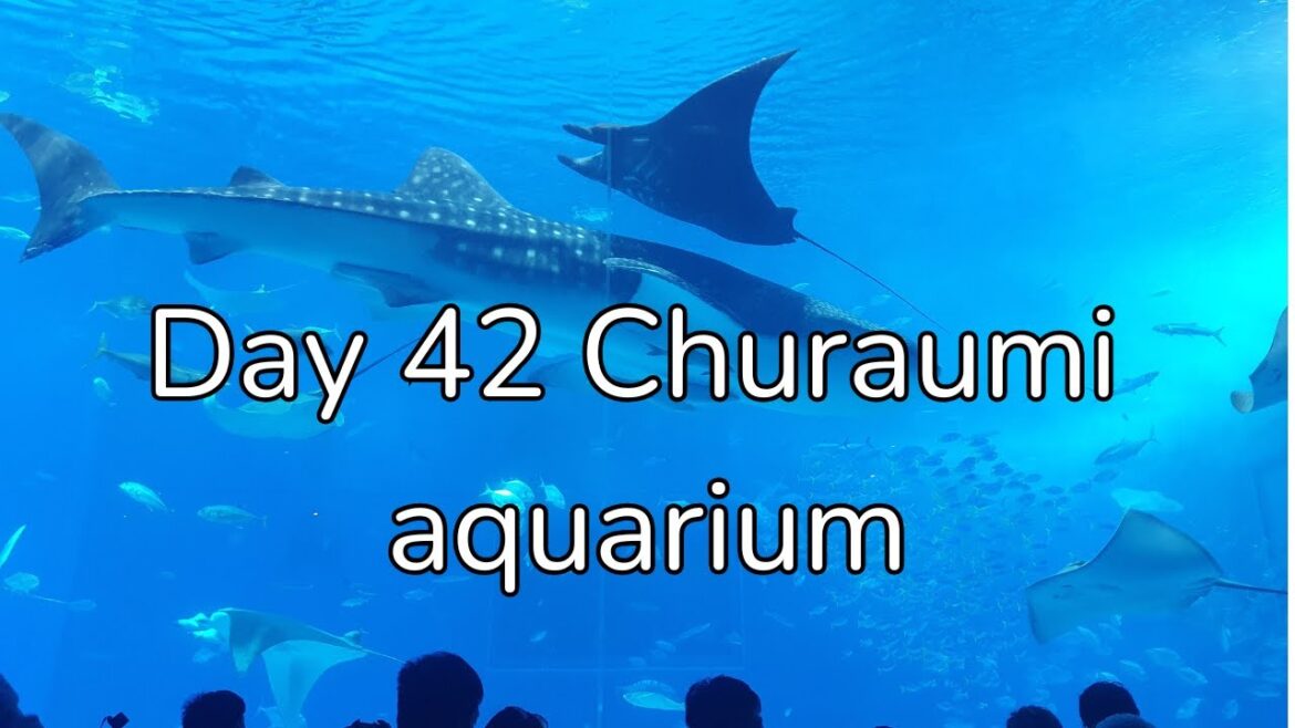 Solo travel vlogs Day 42  Churaumi aquarium/ North Naha Solo travel vlogs Day 42  Churaumi aquarium/ North Naha