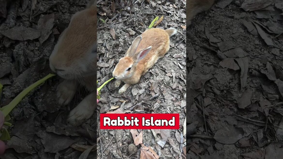 Rabbit Island Japan