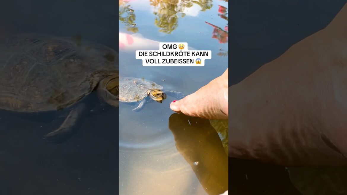 Wer von euch wurde schon mal von einer Schildkröte gebissen? 😱😳 #nagoya #turtles #schildkröte #fyp