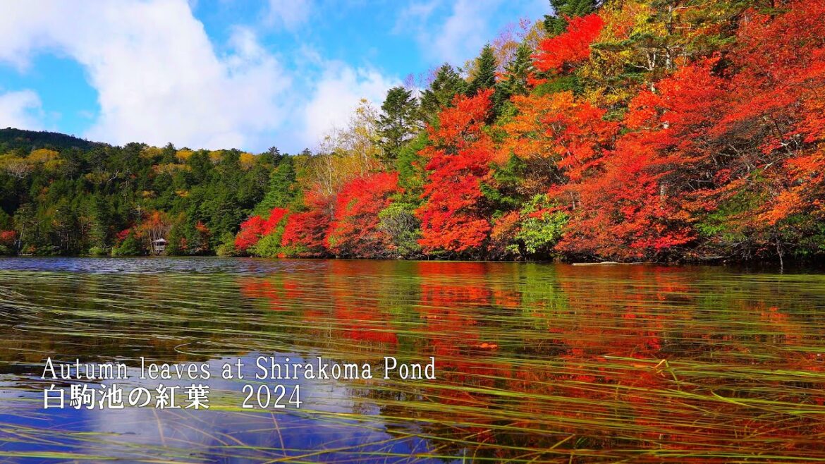The autumn leaves at Shirakoma Pond in Kita-Yatsugatake are finally at their best! The autumn leaves at Shirakoma Pond in Kita-Yatsugatake are finally at their best!