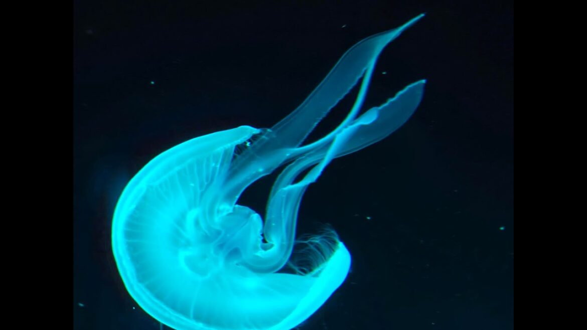 Japan Home Video Series 1of 3 (Tokyo & Kyoto)