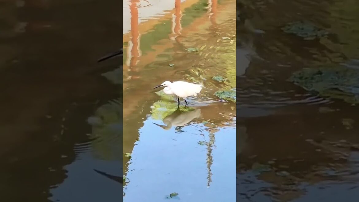 Scenic Miyajima Island🇯🇵Beautiful lake. Bird lovers #shorts#wildlife #japantravels#unesco #日本旅遊 Scenic Miyajima Island🇯🇵Beautiful lake. Bird lovers #shorts#wildlife #japantravels#unesco #日本旅遊