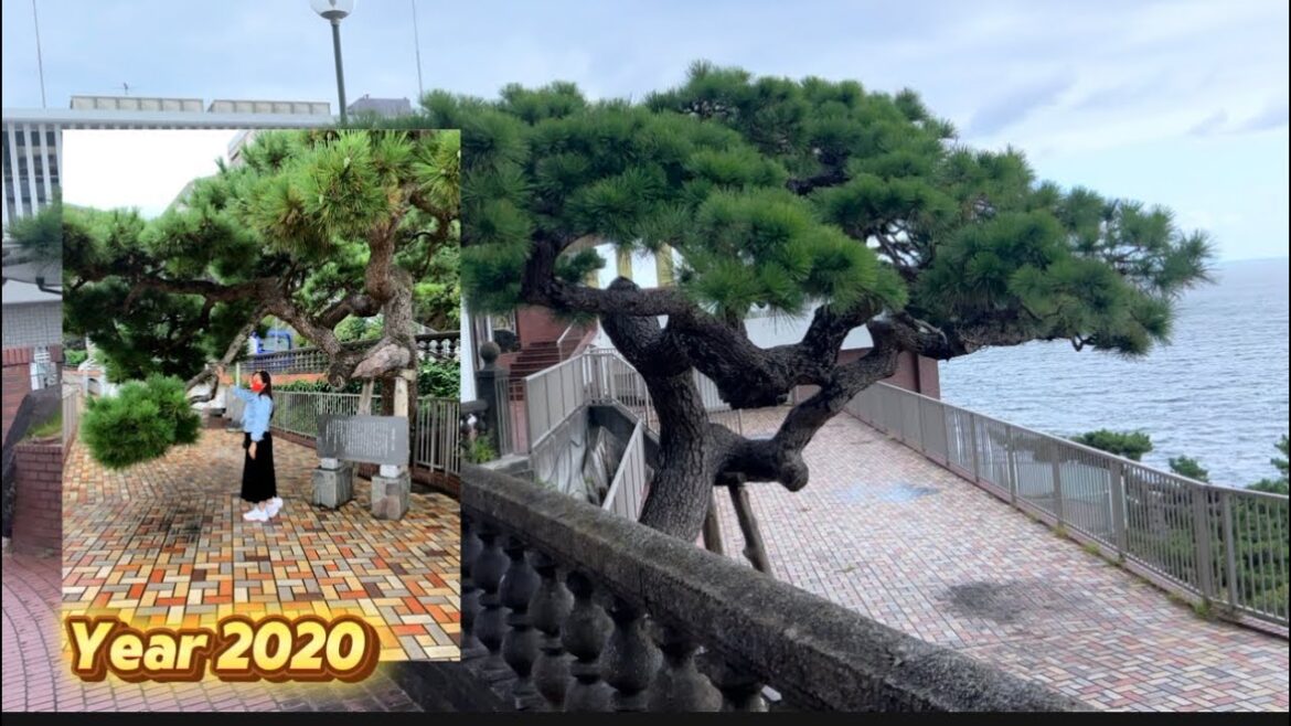 Sightseeing around Akao Hotel 🇯🇵Beach View #youtube #enjoy Sightseeing around Akao Hotel 🇯🇵Beach View #youtube #enjoy