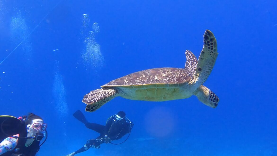 My First Okinawa Scuba Adventure (Highlight with Narration)