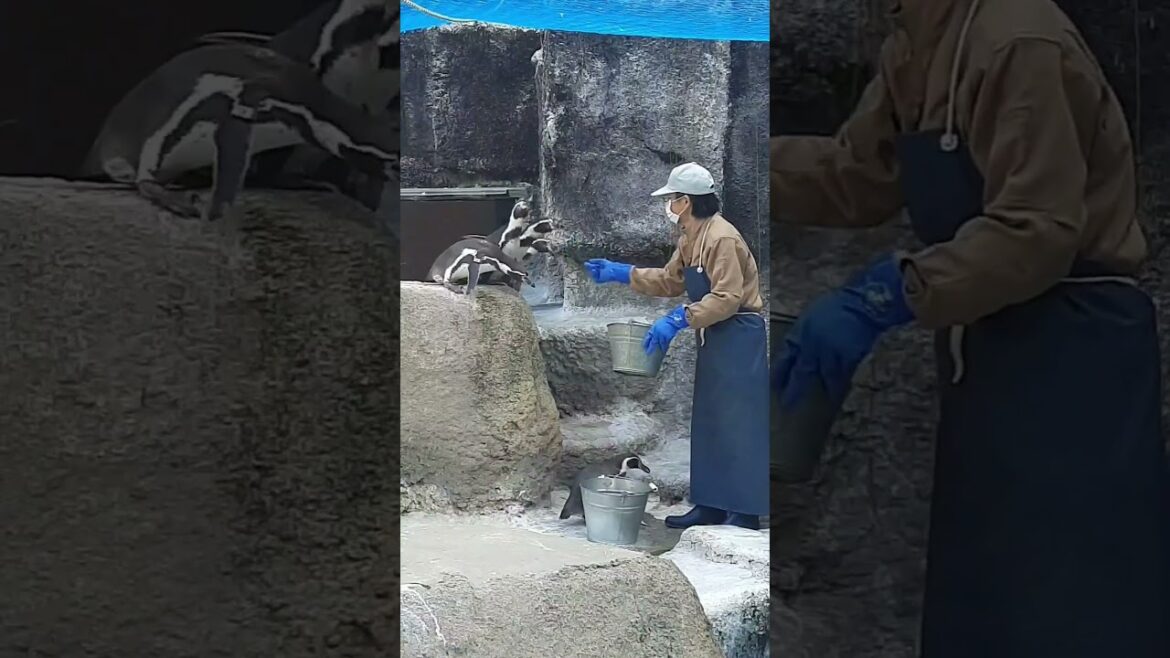 Hamamatsu ZOO #shorts#videos #travel