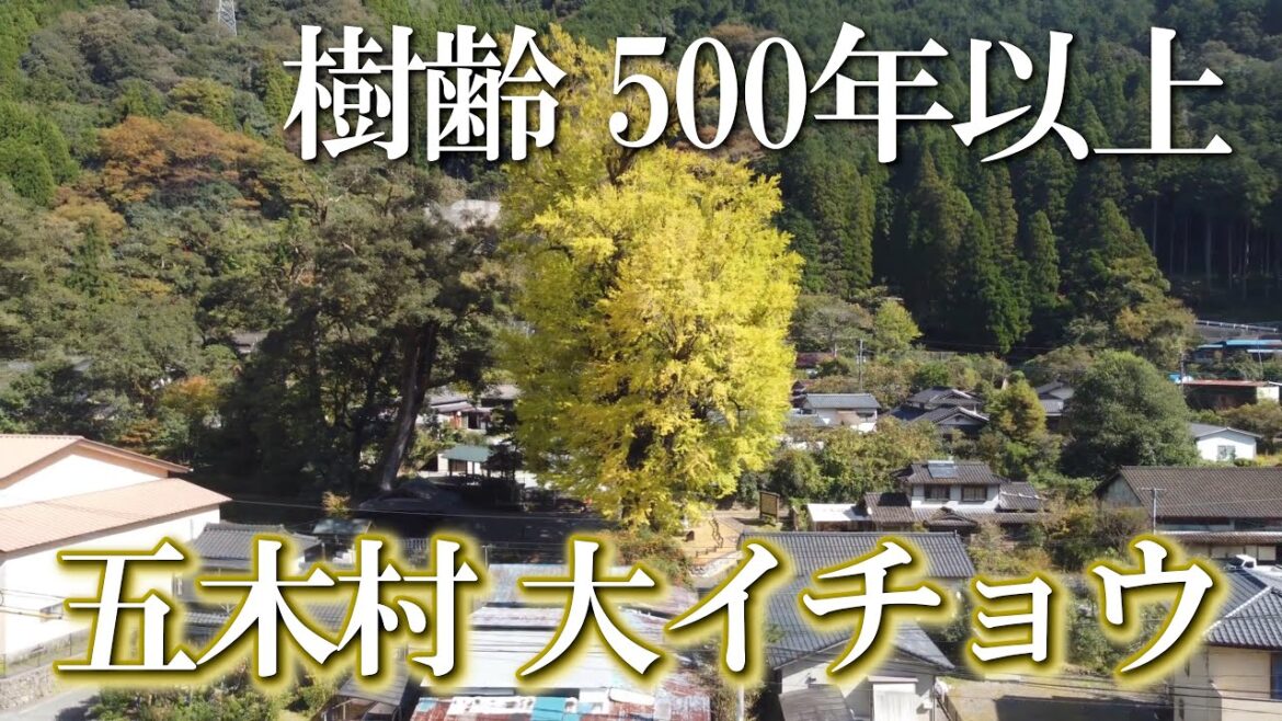 【熊本】宮園の大イチョウ２　編　（ Vol.345 ）／樹齢 500年以上、五木村の大イチョウ【4K空撮】