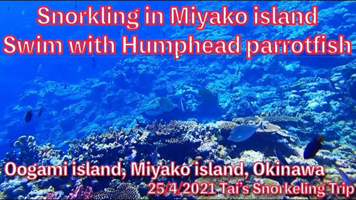 【#38 Tai’s Snorkeling Trip in Okinawa】Oogami island, Miyako island, Okinawa, Japan