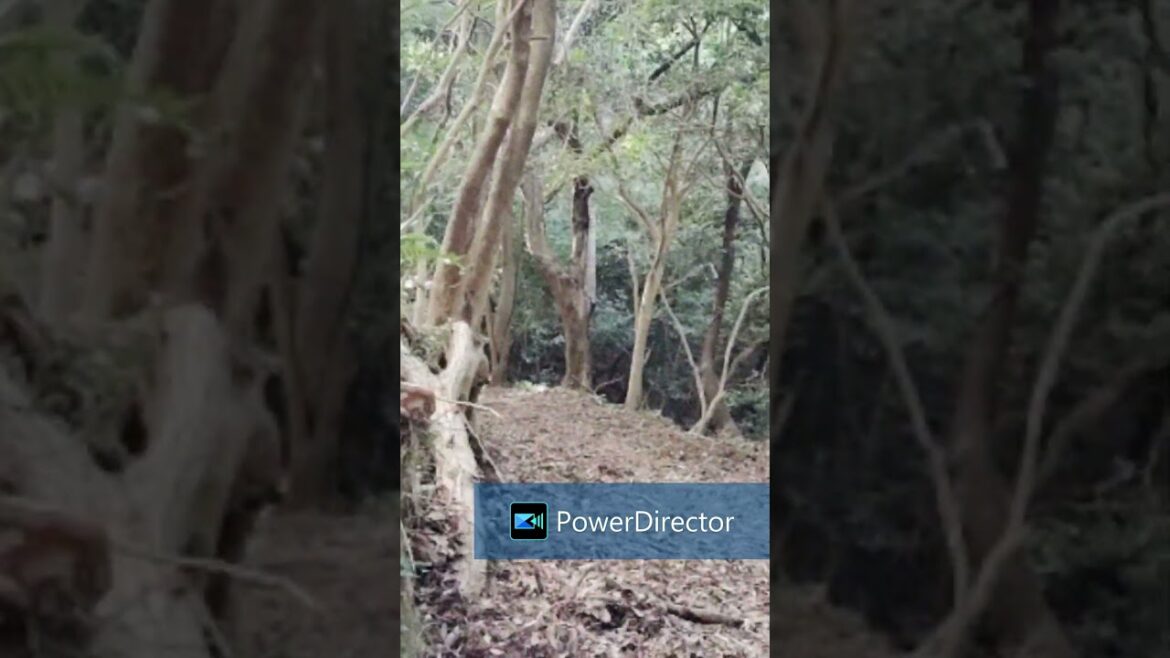 A hidden shrine in the forest #shrine #wakayama #japan