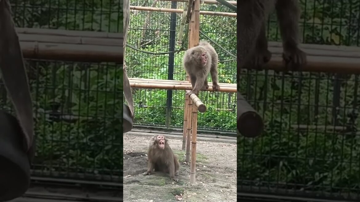 猿の喧嘩(平川動物公園) #monkey #monkeyfight #hirakawazoo #kagoshima #japan