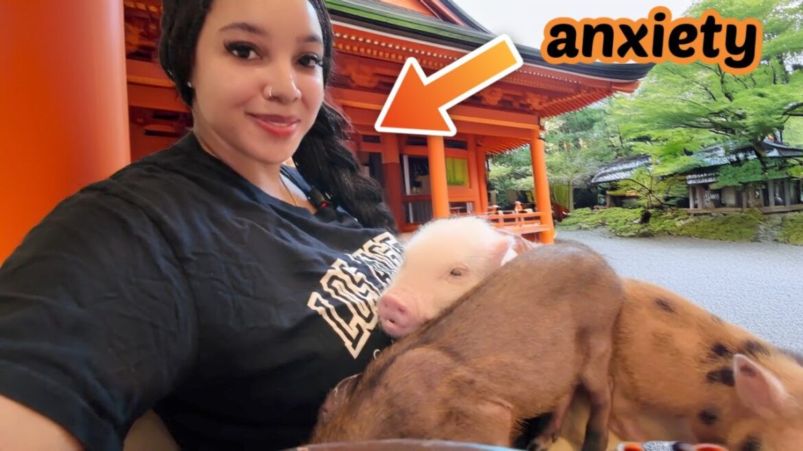 Japan is overwhelming (pig cafe, bamboo forest, cherry blossoms) Kyoto Travel Vlog