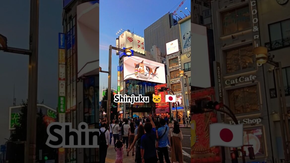 Shinjuku Cat 🐱 🇯🇵 Tokyo #shinjuku #tokyo #travel