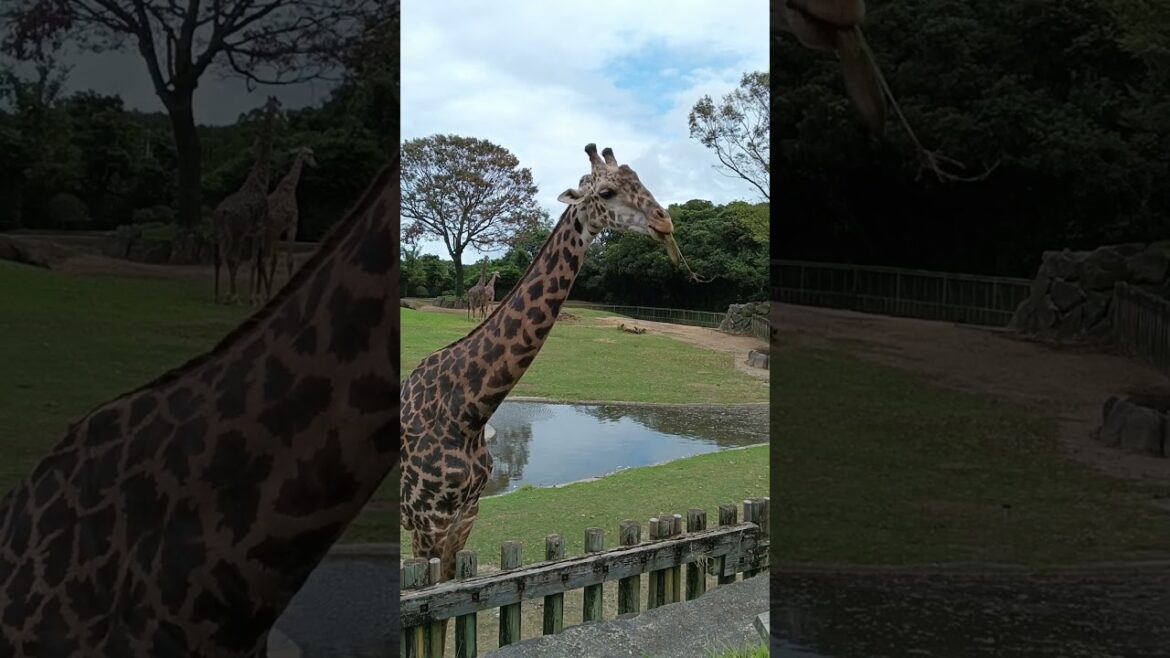 食べるのが下手なキリン(平川動物公園) #giraffe #hirakawazoo #kagoshima #japan