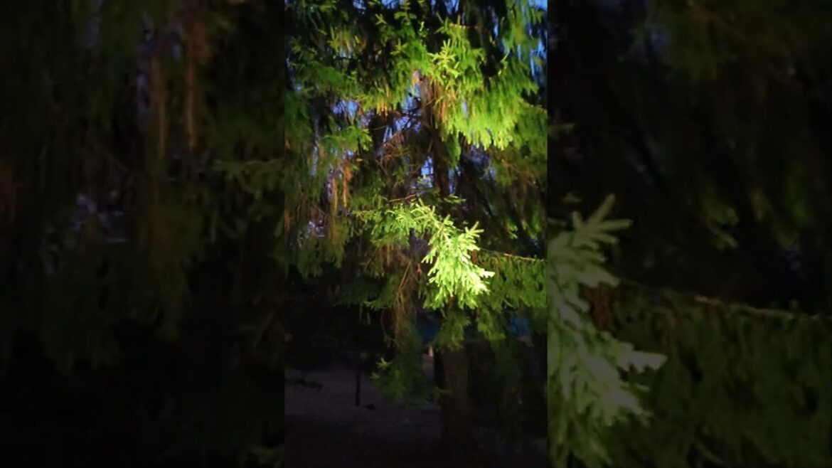 I went to the Hokuto Autumn Leaves Corridor.#shorts I went to the Hokuto Autumn Leaves Corridor.#shorts