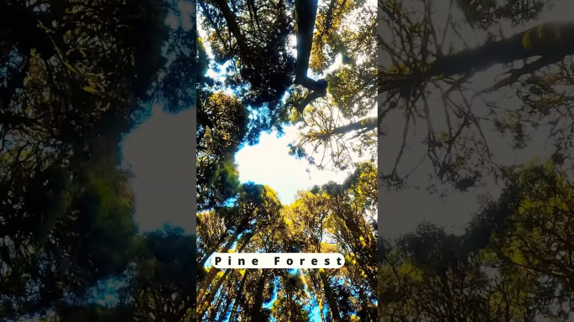 📍Tukdah Pine Forest: A Peaceful Escape into Nature 🌲🍃 #shorts #pineforest #nature 📍Tukdah Pine Forest: A Peaceful Escape into Nature 🌲🍃 #shorts #pineforest #nature