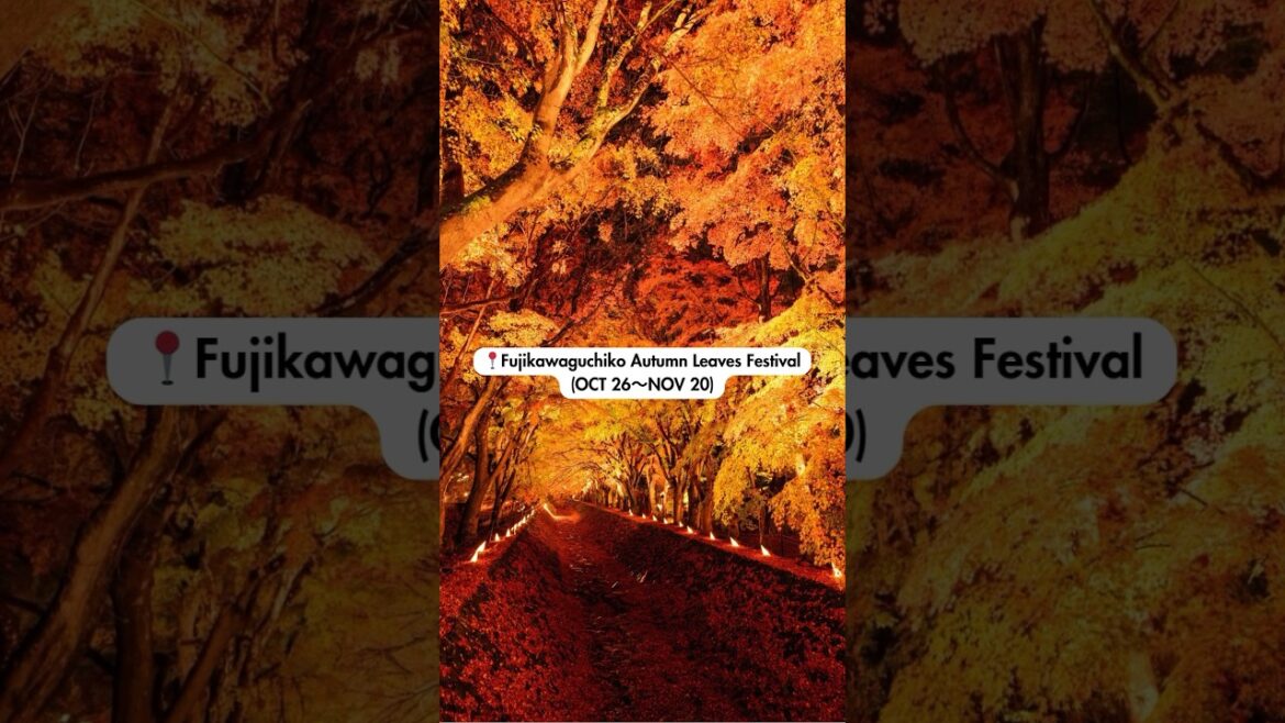 Best Things to Do & See in Tokyo in November #japan #japantrip #japantravel