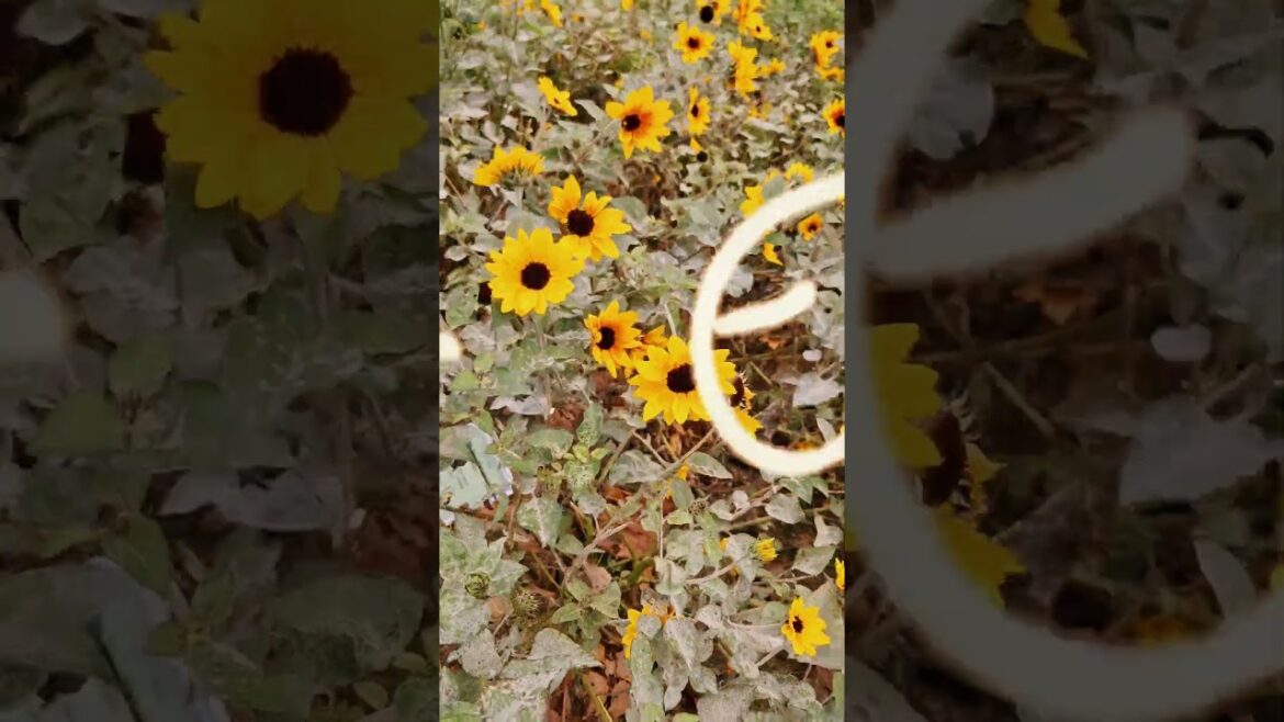 My birthday trip in Sapporo, Hokkaido ๐ฏ๐ต #shorts My birthday trip in Sapporo, Hokkaido ๐ฏ๐ต #shorts