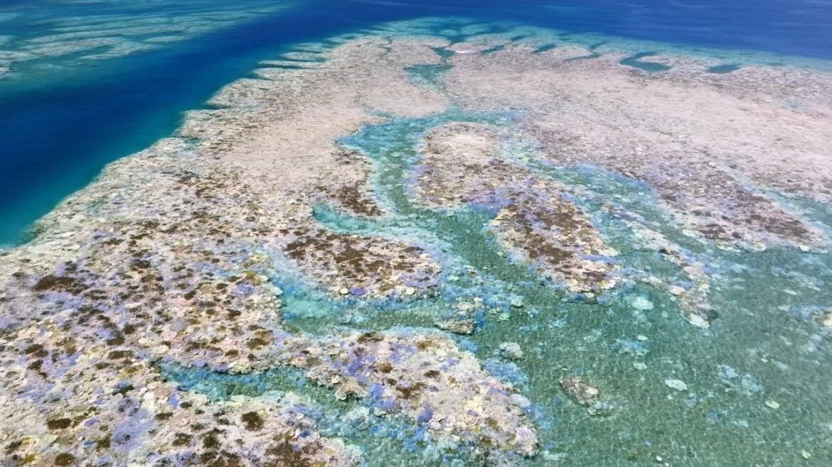 [4K] The Last Glow, Coral Reefs in a Bleaching Crisis Okinawa #16 DJI Mavic 3 Hasselblad 沖縄 サンゴ 白化