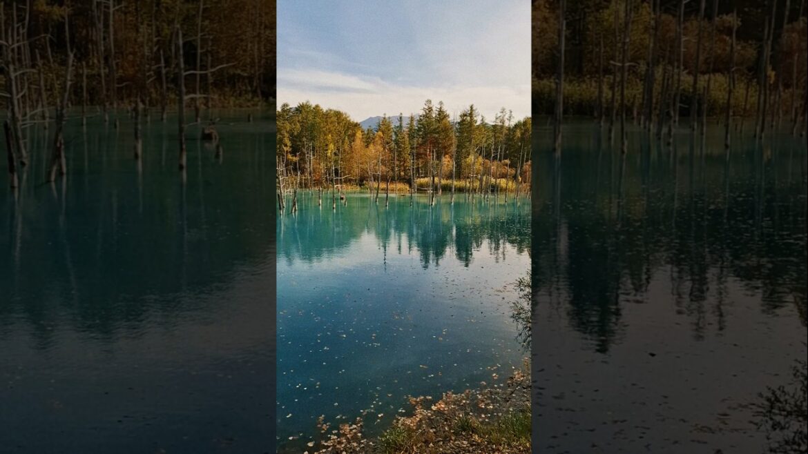 Furano and Biei, Hokkaido Trip 🇯🇵 #shorts