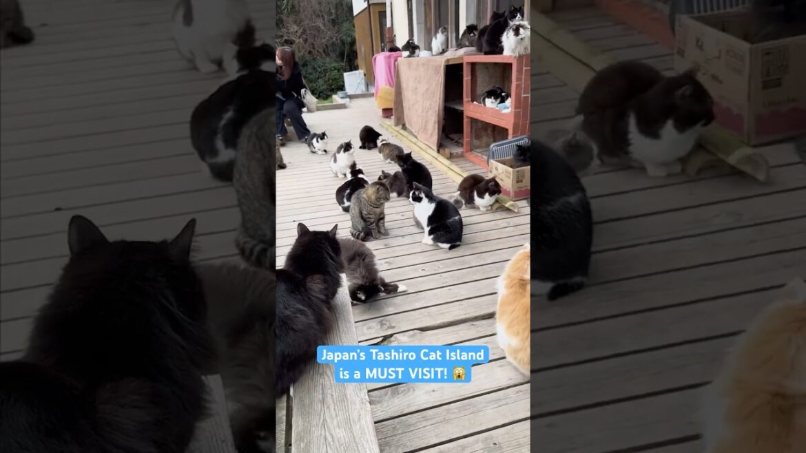 Japan’s Cat Island is a MUST VISIT! 🙀 #shorts #japan #travel #cat #island Japan’s Cat Island is a MUST VISIT! 🙀 #shorts #japan #travel #cat #island