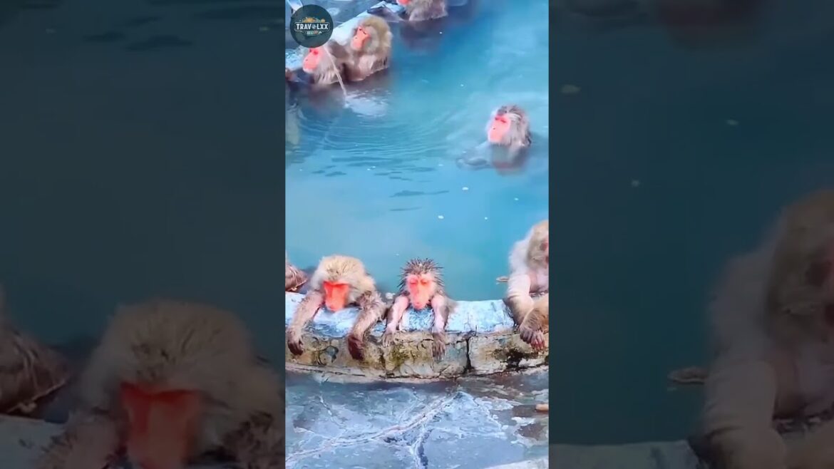 Best Japan Destinations #shorts #travel #youtubeshorts #traveling