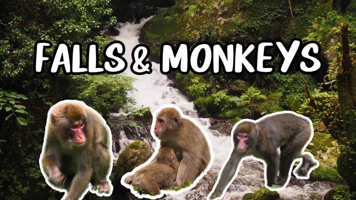 Falls & Monkeys