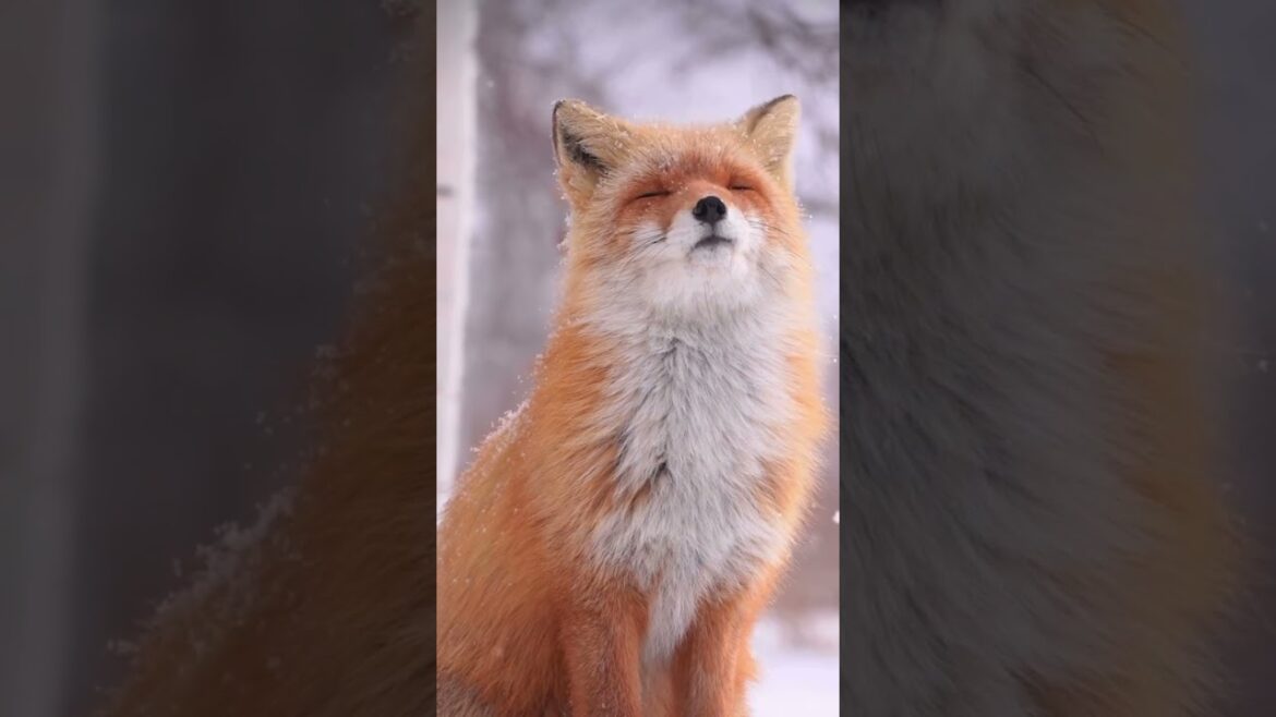 Hokkaido Fox 🦊 Japan 🇯🇵 #japan #travel #beautiful