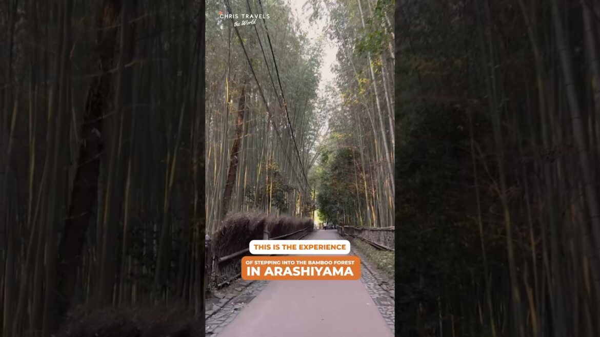 I visited Kyoto’s most iconic natural attractions! Bamboo Forest Arashiyama I visited Kyoto's most iconic natural attractions! Bamboo Forest Arashiyama
