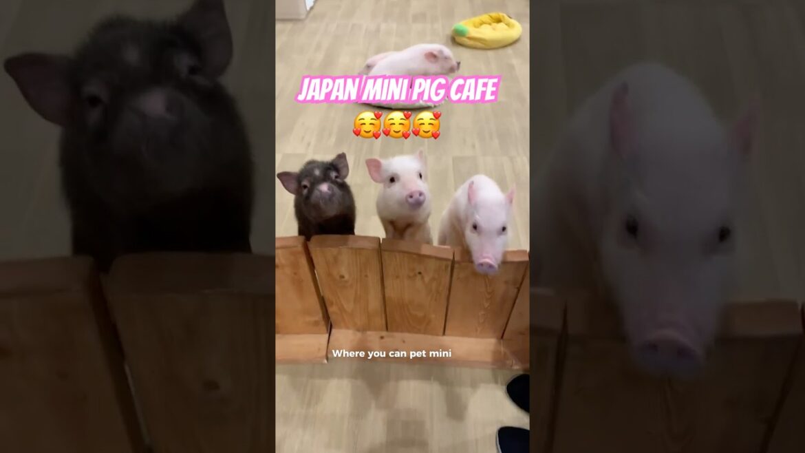 Japan Mini Pig Cafe 🐷🇯🇵 #japanguide #minipig #mipig