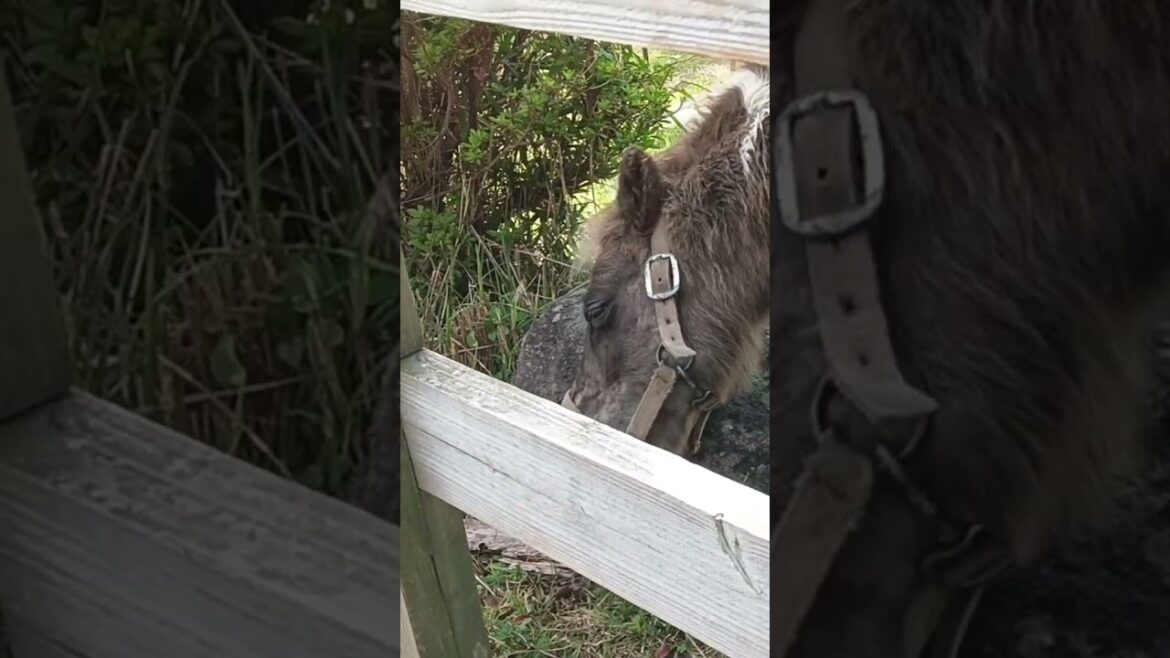 かいかいお馬さん(霧島アート牧場)  #horse #kirishimaartfarm #kirishima #kagoshima