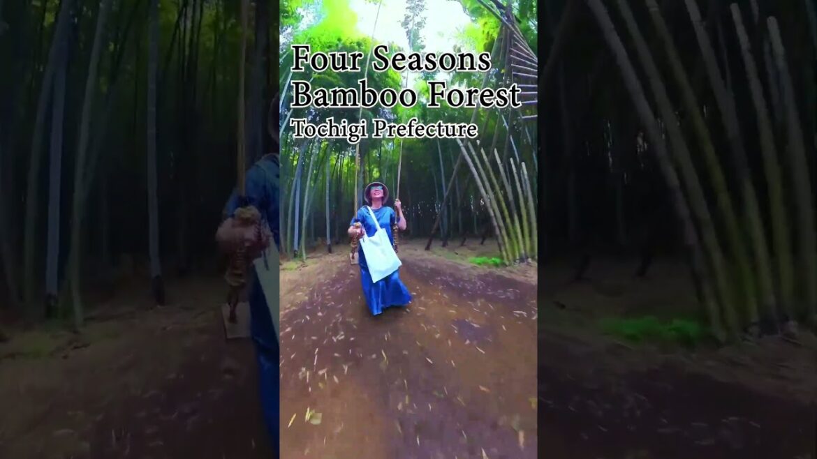 【Insta360 X3】skillism VR/360 - Four Seasons Bamboo Forest Wakayama Farm, TOCHIGI #skillism #insta360