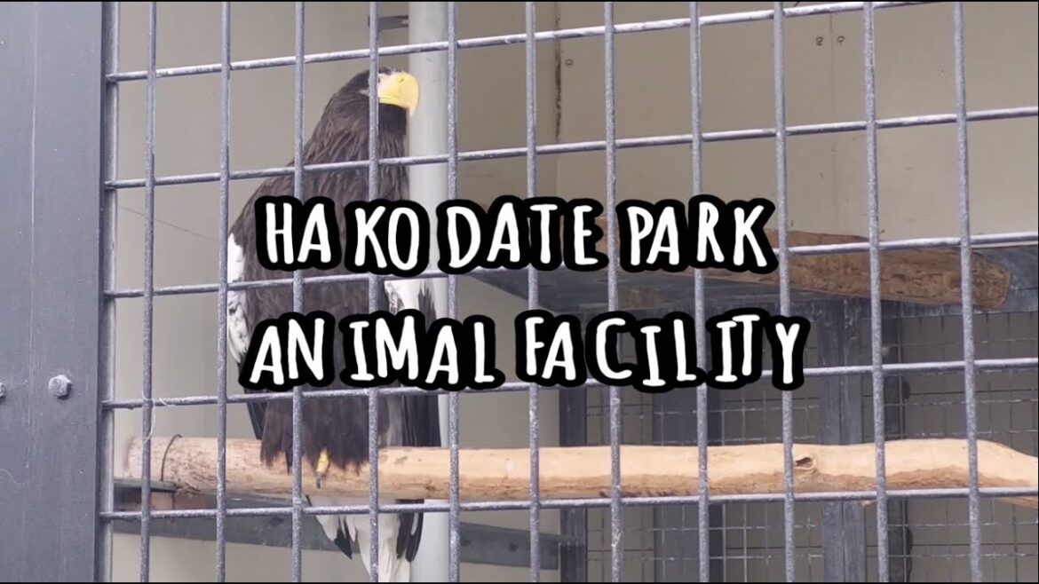 Hakodate Park Animal Facility: Exploring Hokkaido's Adorable Animals