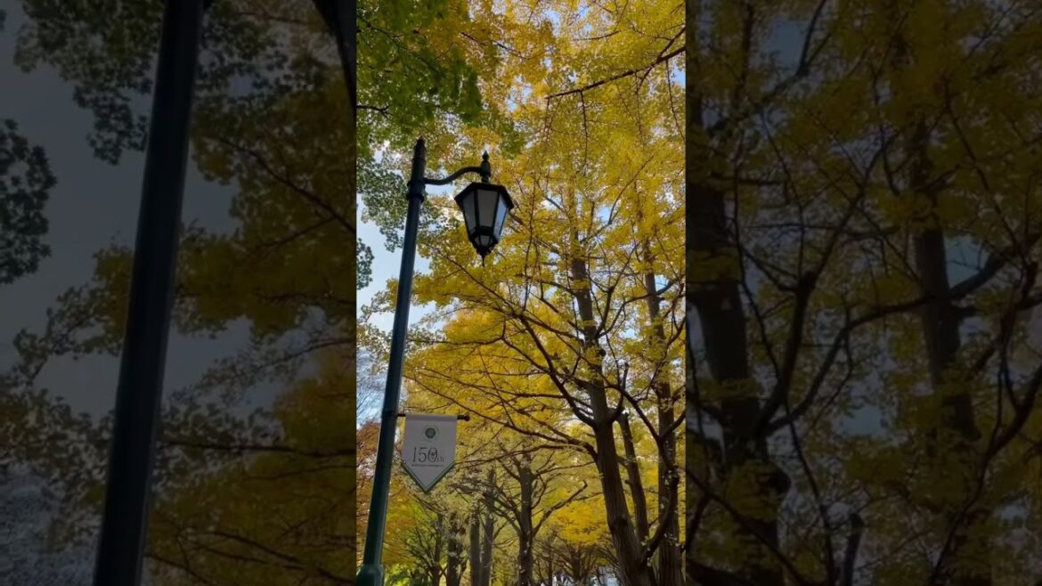 Hokkaido University Ginko Ave. #japan #travel #outdoors #university #nature