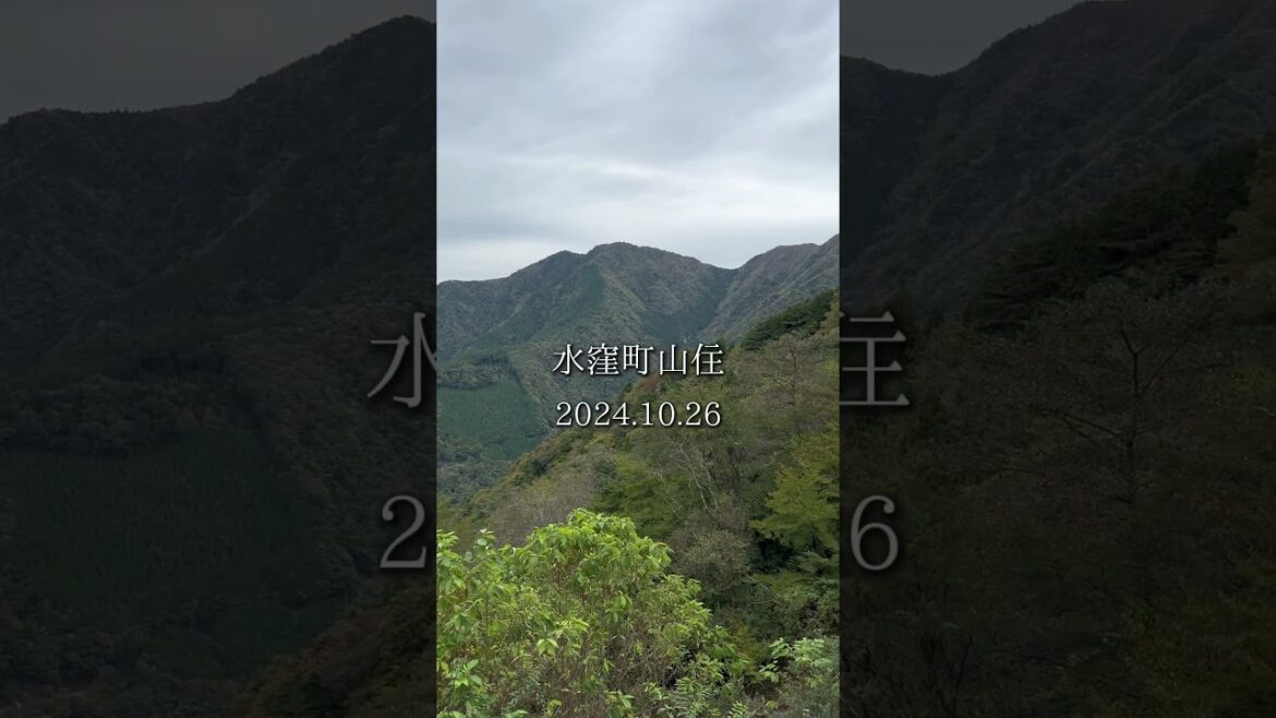 山住神社からの紅葉状況 2024.10.26 #shorts