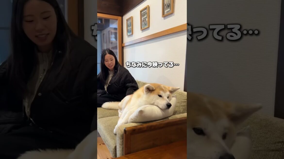 【秋田県・わんこ宿】秋田犬と一緒に過ごせる民泊が最高すぎた… #秋田ホテル #秋田犬 #秋田旅行
