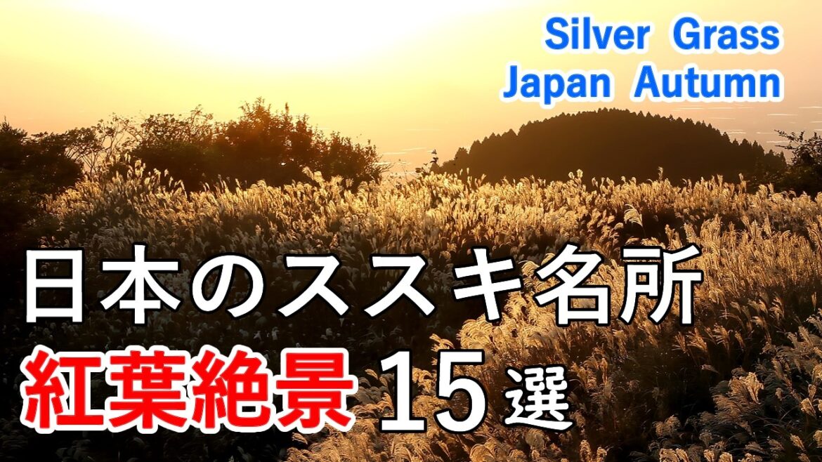 日本のススキ名所　紅葉絶景ベスト15選！ 仙石原・砥峰高原・寒風山・戦場ヶ原・曽爾高原・富士山など / 15 Spectacular views of Silver Grass ! [ 4K ]