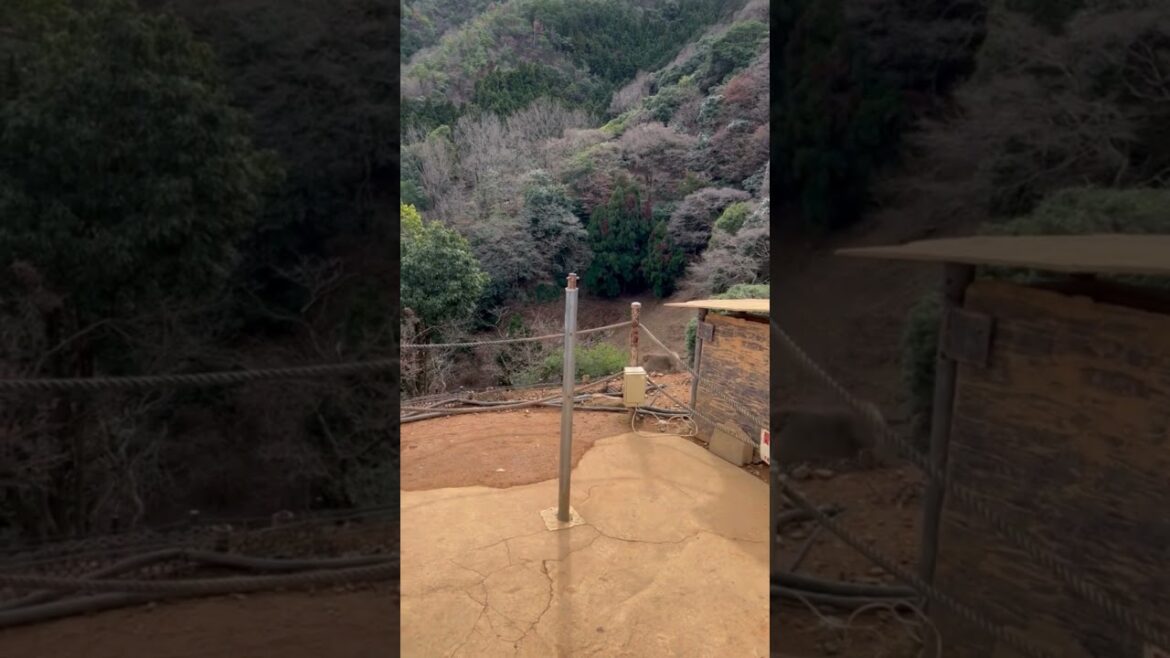 What It's Like at Kyoto's Monkey Park #japantravel #shorts